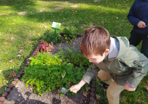 Chłopiec oglądający rośliny przez lupę